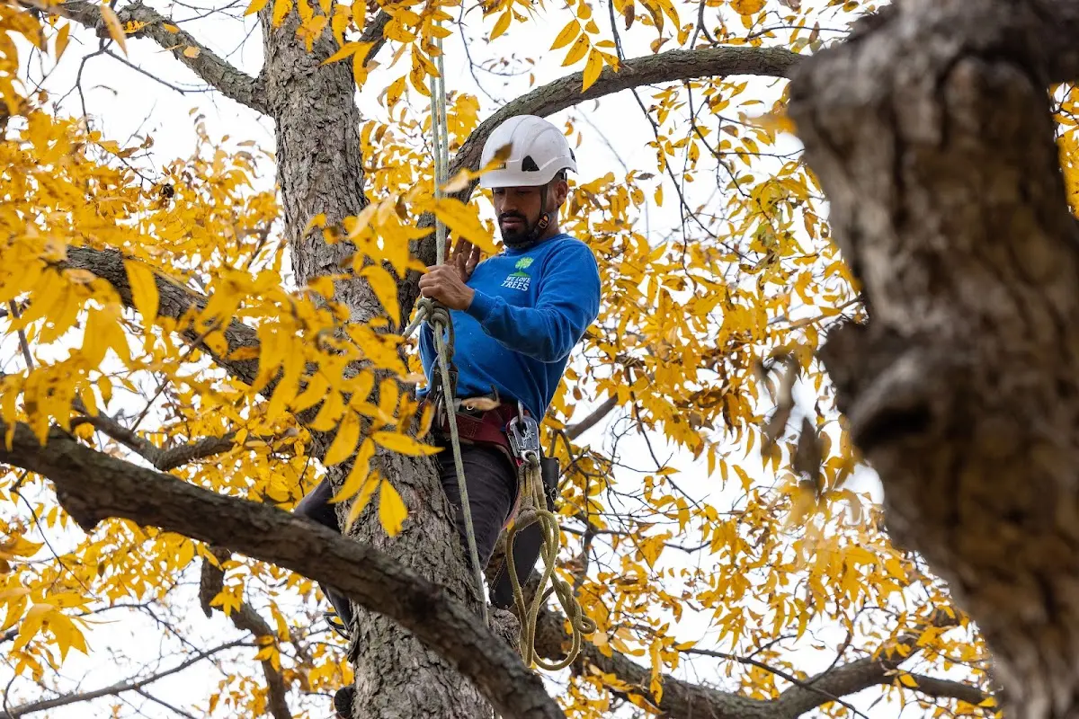 Skilled Tree Planing crew working in Kongiganak