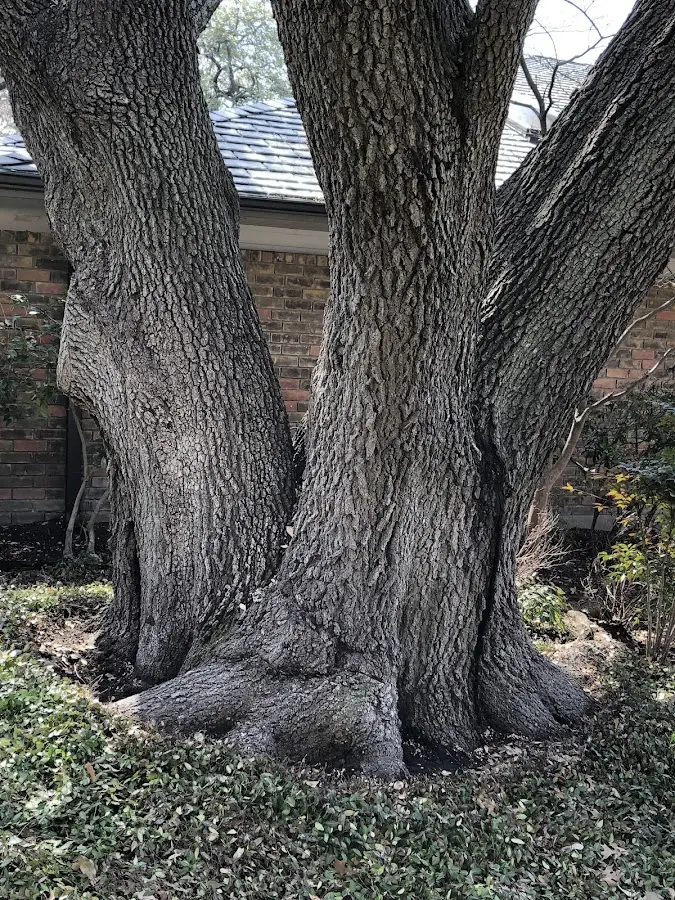 Mature heritage tree close to a Kongiganak property cared for by certified arborists